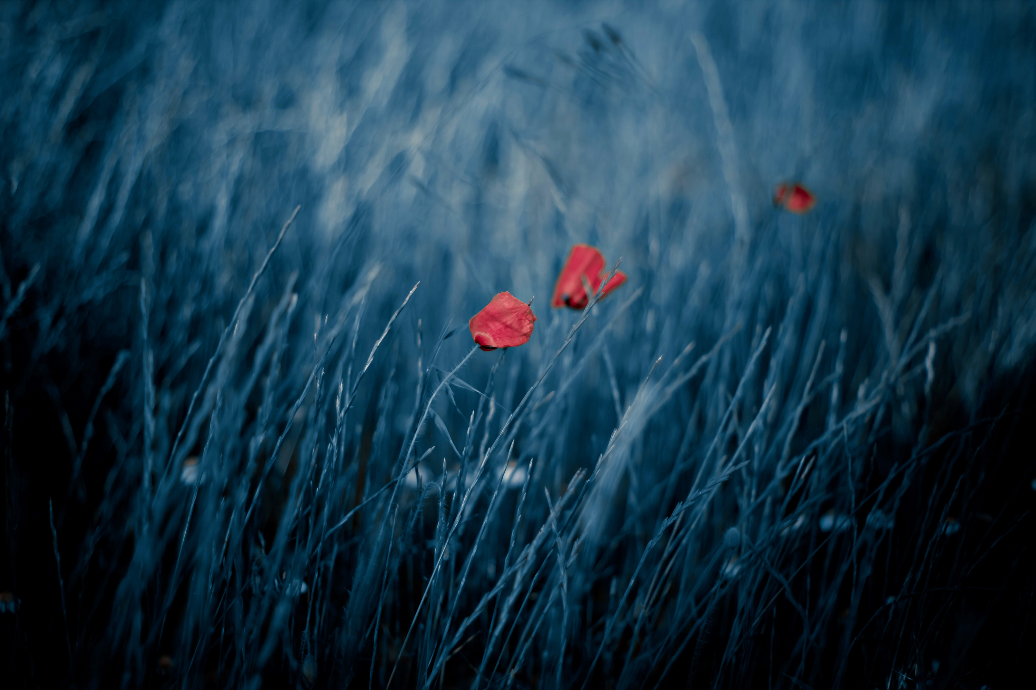 blue, Red, Red flowers, Plants, Flowers Wallpaper