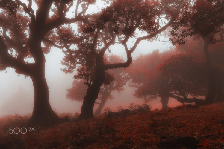 Niko Angelopoulos, Red, Nature, Landscape, 500px, Trees HD Wallpaper Desktop Background