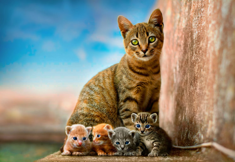 green eyes, Blue eyes, Eyes, Cat, Depth of field, Portrait, Animals HD Wallpaper Desktop Background