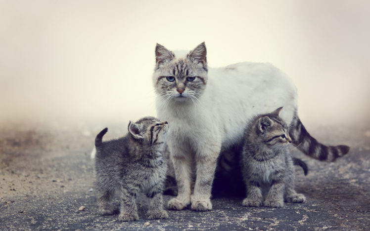 cat, Animals, Mist, Puppies HD Wallpaper Desktop Background