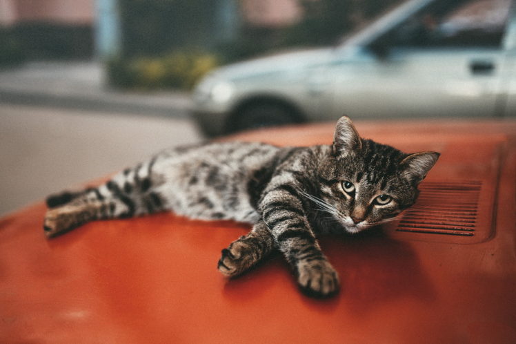 cat, Car, Depth of field, Street, Animals HD Wallpaper Desktop Background
