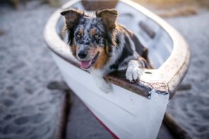 boat, Dog, Animals
