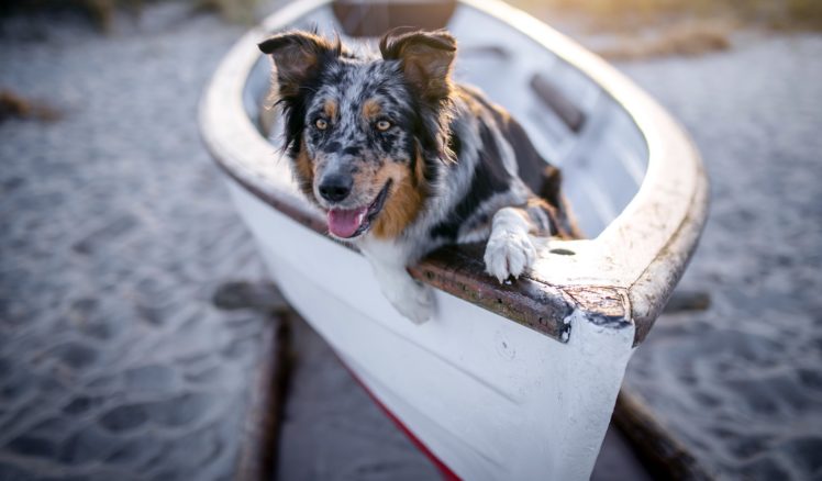 boat, Dog, Animals HD Wallpaper Desktop Background