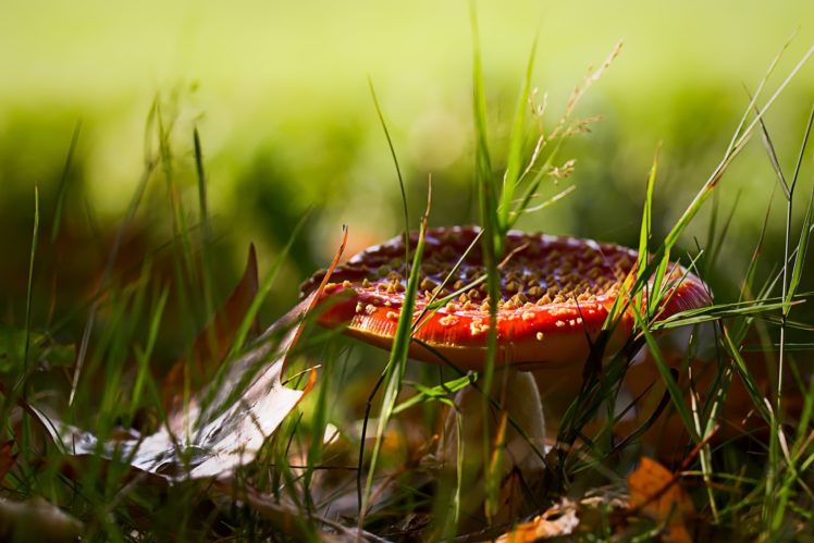 mushroom, Nature, Red, Green, Grass HD Wallpaper Desktop Background