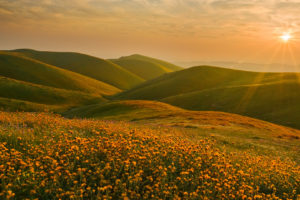 hills, Sun, Landscape, Nature, Flowers, Yellow flowers