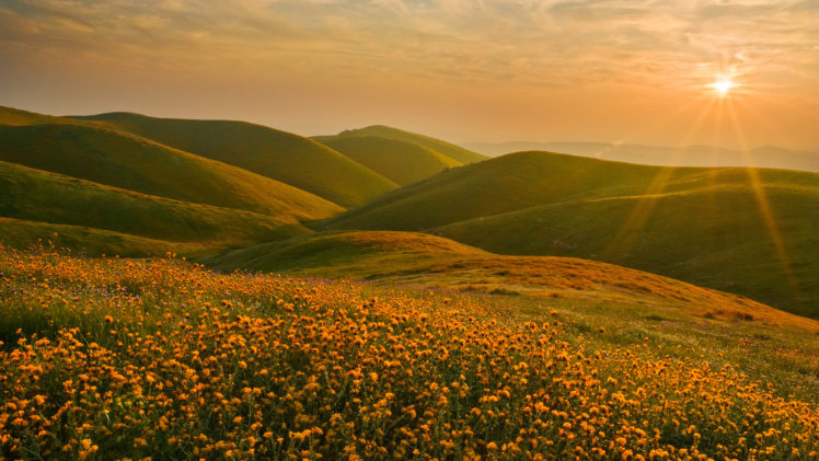 hills, Sun, Landscape, Nature, Flowers, Yellow flowers HD Wallpaper Desktop Background