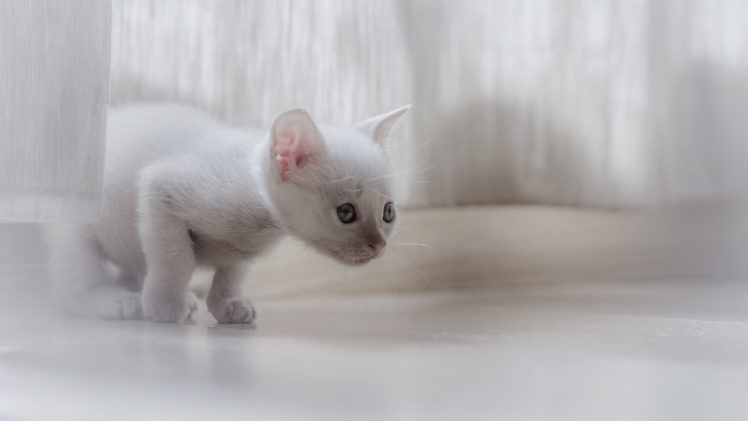 cat, White, Animals HD Wallpaper Desktop Background
