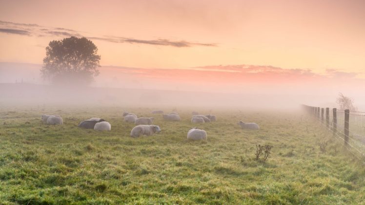 colorful, Green, Mist, Sunlight, Field, Sky, Sheep, Animals HD Wallpaper Desktop Background