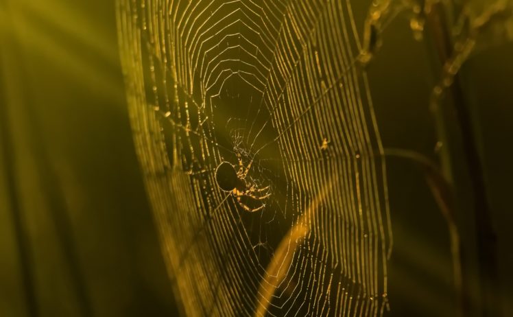 sunlight, Spider, Nature, Spiderwebs, Animals, Insect HD Wallpaper Desktop Background