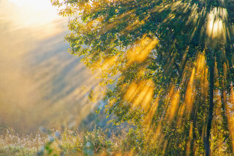 nature, Trees, Sun rays HD Wallpaper Desktop Background