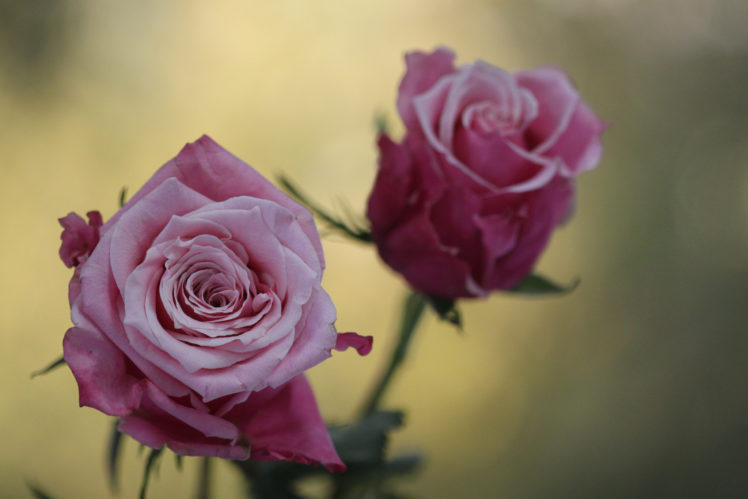 flowers, Rose, Macro HD Wallpaper Desktop Background