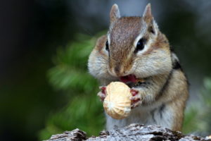mammals, Animals, Nuts, Squirrel, Food, Eating