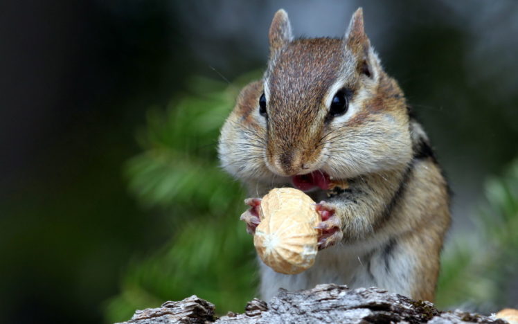 mammals, Animals, Nuts, Squirrel, Food, Eating HD Wallpaper Desktop Background