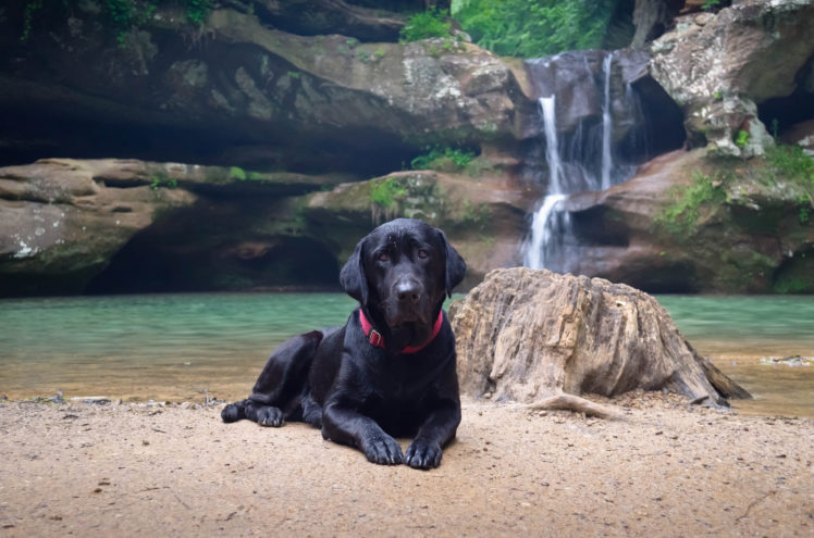 dog, Black, Animals, Waterfall, Rock HD Wallpaper Desktop Background