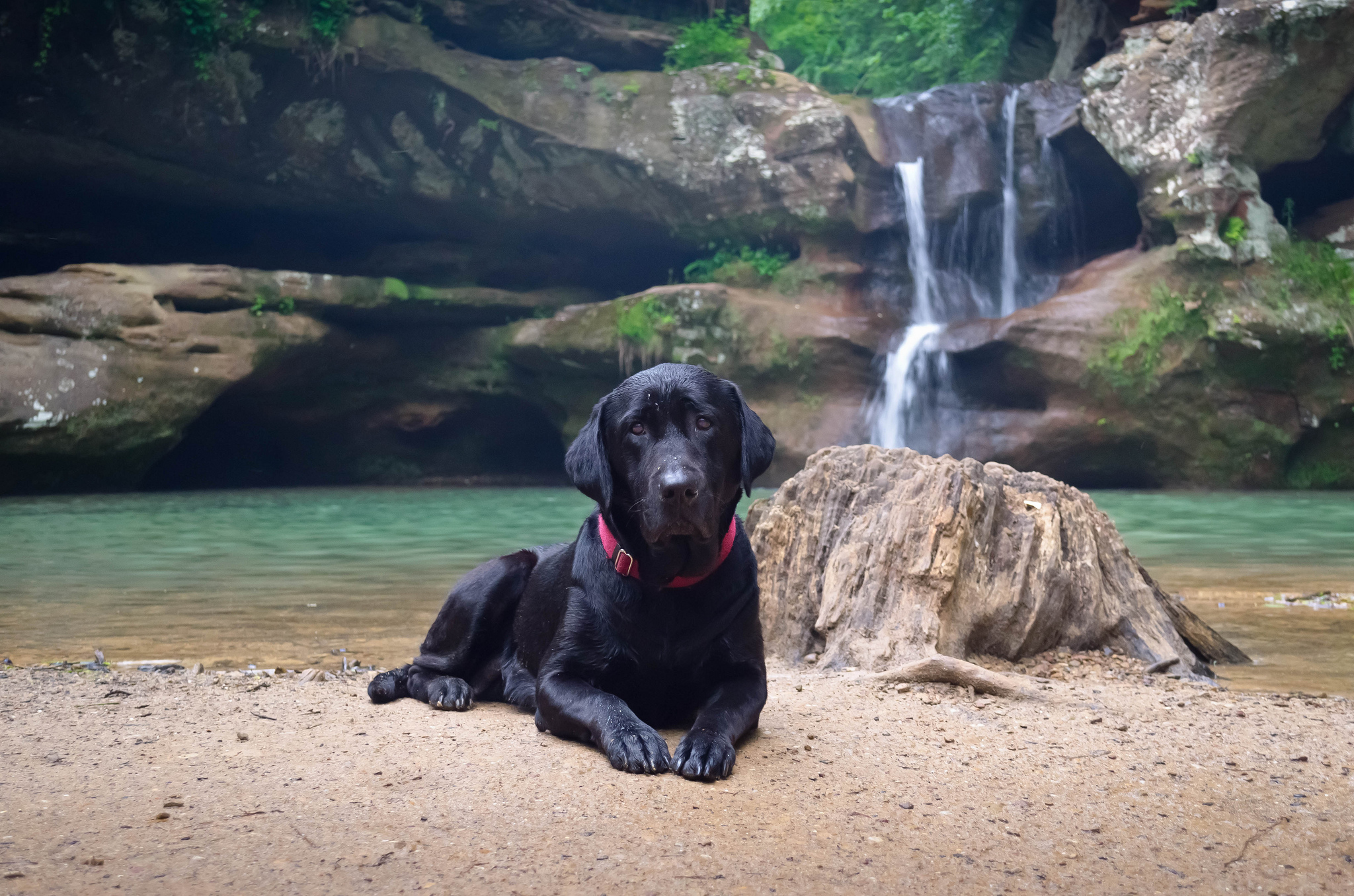 dog, Black, Animals, Waterfall, Rock Wallpaper