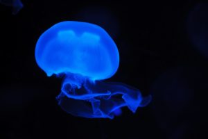 animals, Blue, Dark, Glowing, Jellyfish, Underwater