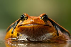 animals, Closeup, Frog, Amphibian