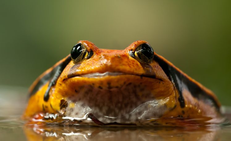animals, Closeup, Frog, Amphibian HD Wallpaper Desktop Background