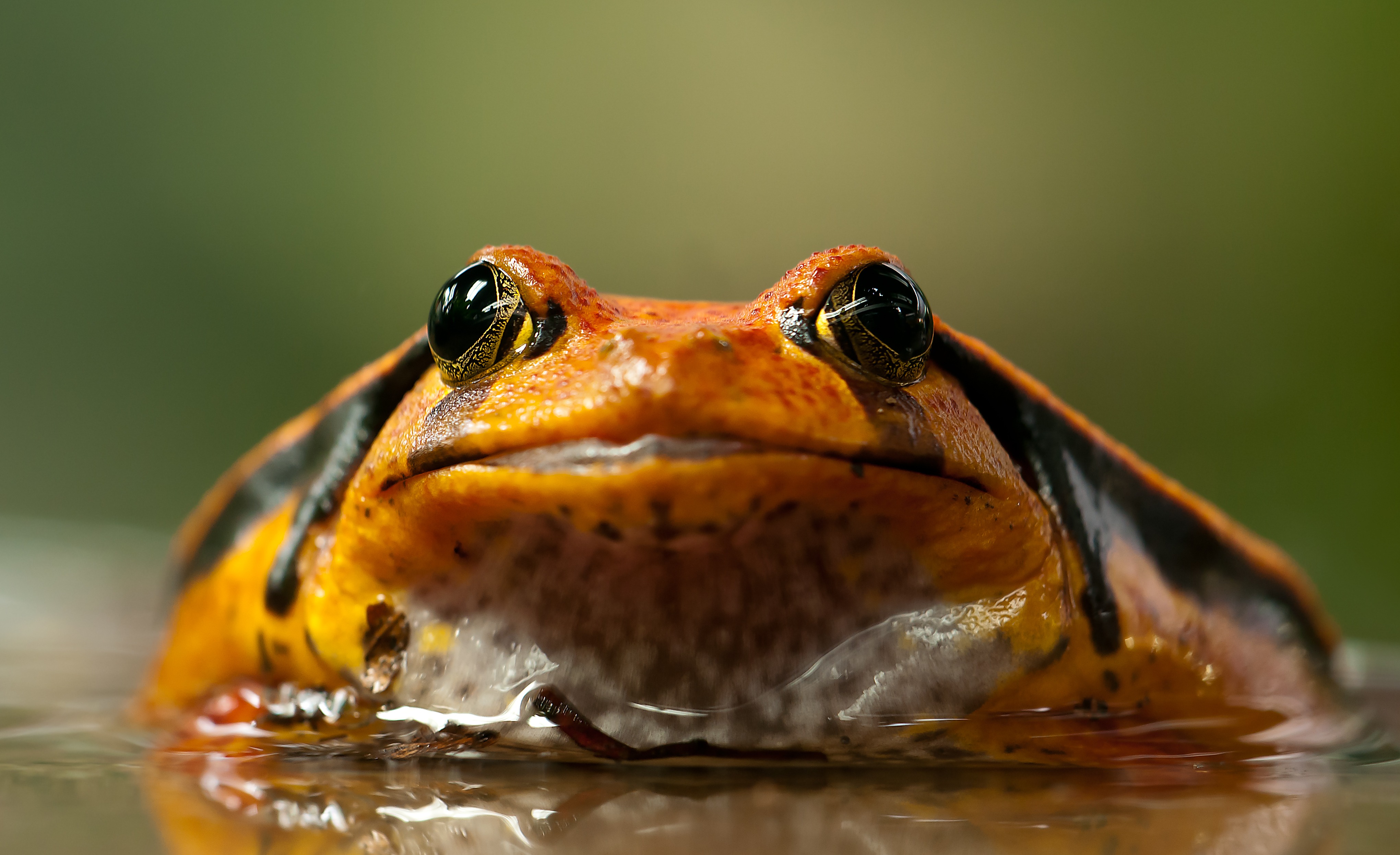 animals, Closeup, Frog, Amphibian Wallpaper
