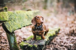 dog, Old, Animals, Moss, Leaves, Bench, Dachshund