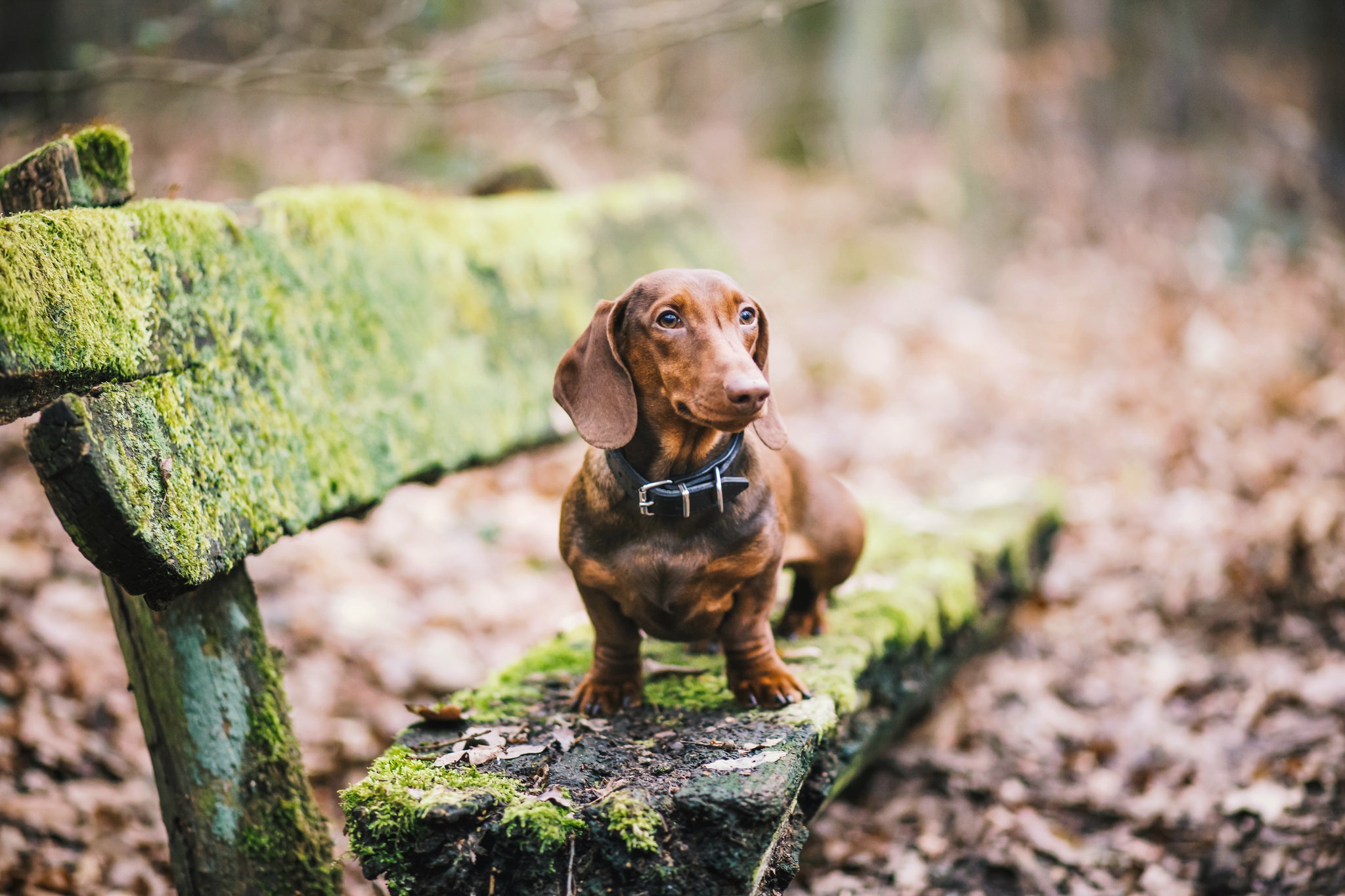 dog, Old, Animals, Moss, Leaves, Bench, Dachshund Wallpaper