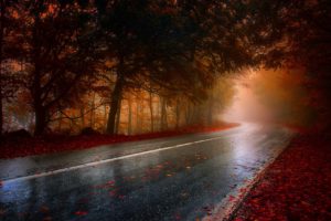 fall, Road, Wet, Trees, Red, Brown, Asphalt