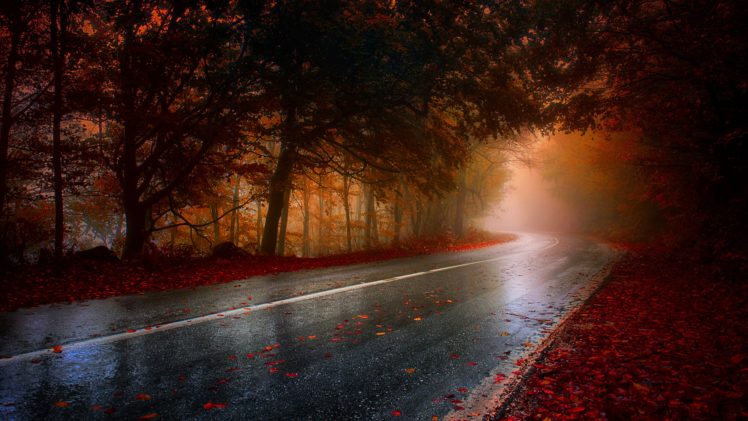 fall, Road, Wet, Trees, Red, Brown, Asphalt HD Wallpaper Desktop Background