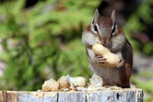 nuts, Eating, Green, Mammals, Squirrel, Food, Animals
