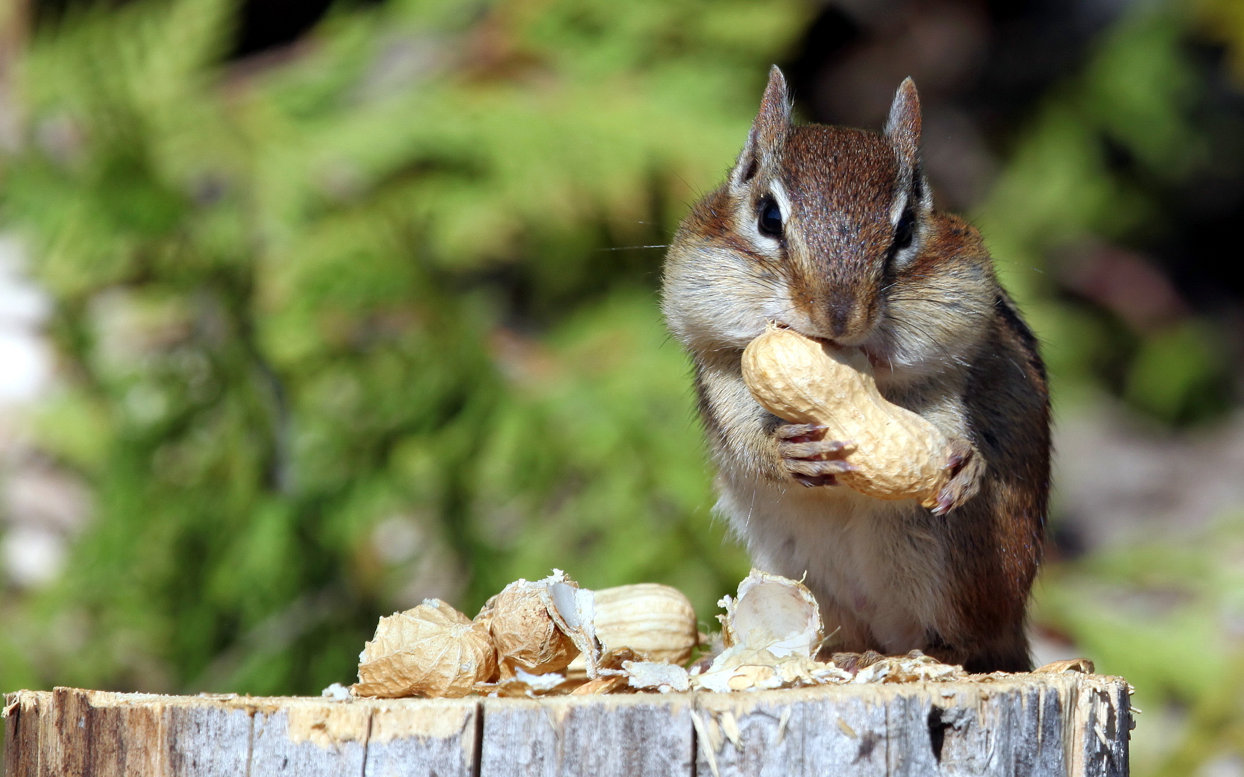 nuts, Eating, Green, Mammals, Squirrel, Food, Animals Wallpaper
