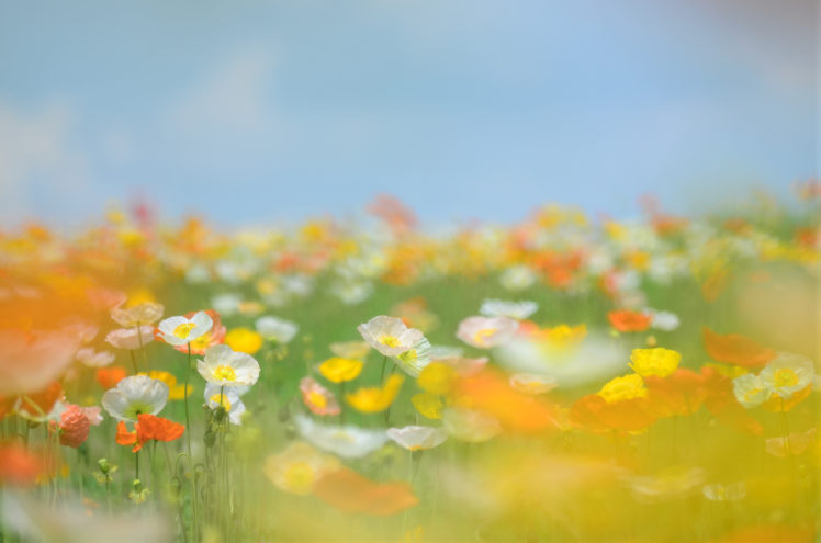 flowers, Nature, Plants, Colorful HD Wallpaper Desktop Background