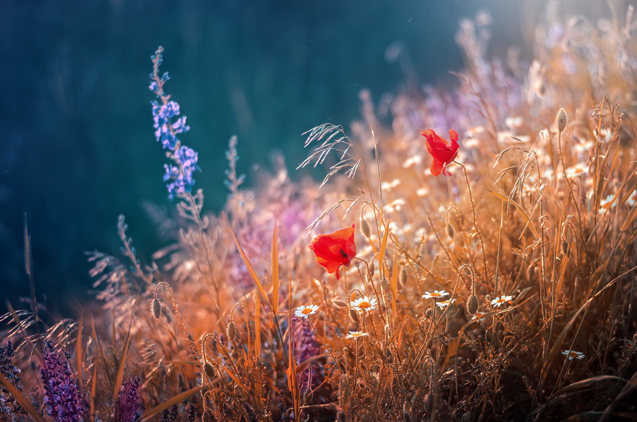 flowers, Plants, Nature Wallpaper