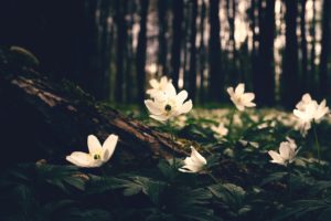 flowers, Forest, Plants, Trees, Nature