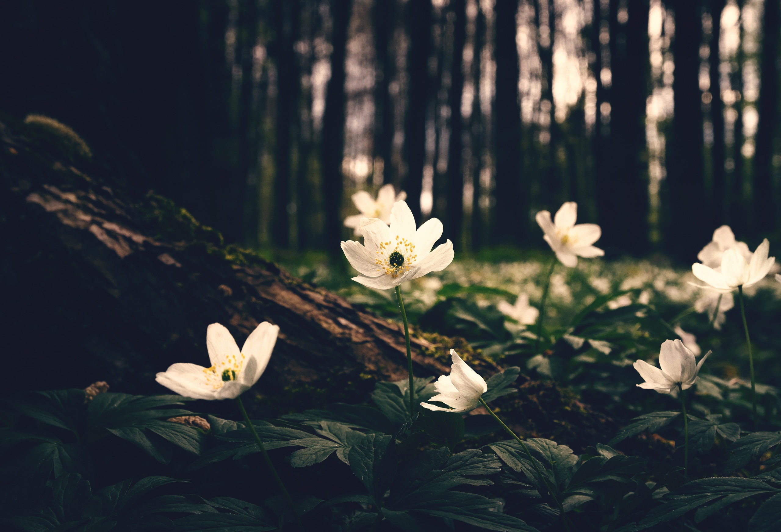 flowers, Forest, Plants, Trees, Nature Wallpaper