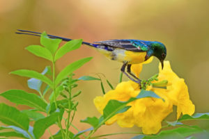 birds, Colorful, Plants, Flowers, Green, Yellow, Yellow flowers, Animals