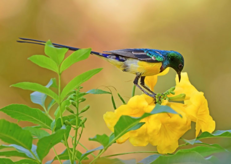 birds, Colorful, Plants, Flowers, Green, Yellow, Yellow flowers, Animals HD Wallpaper Desktop Background