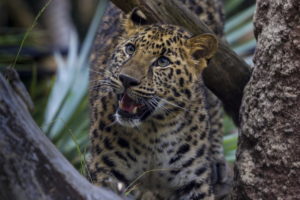 leopard, Big cats, Animals