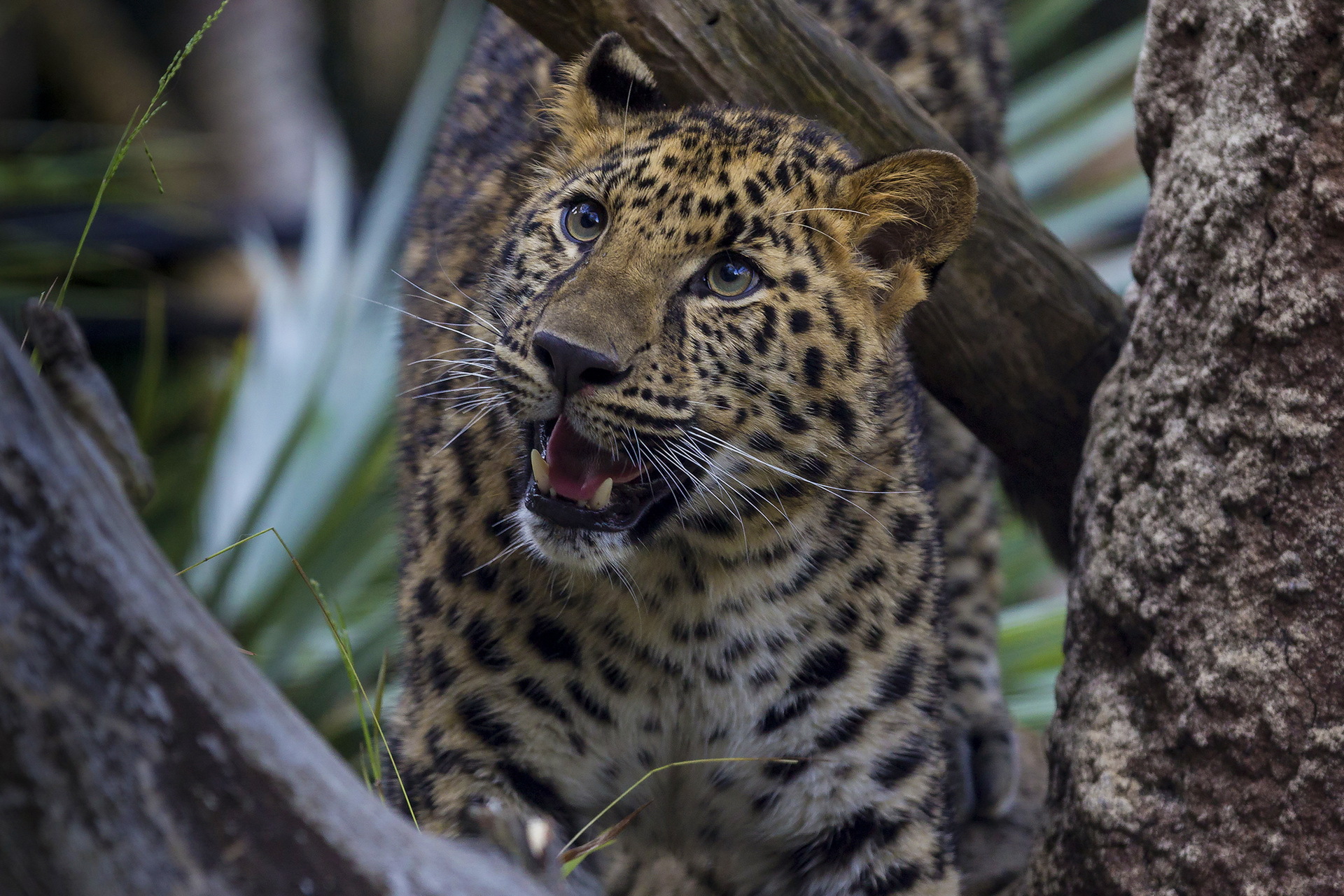 leopard, Big cats, Animals Wallpaper