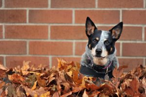 dog, Australian cattle dog, Leaves
