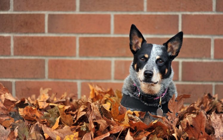 dog, Australian cattle dog, Leaves HD Wallpaper Desktop Background