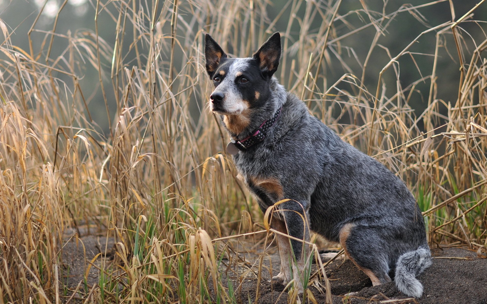 dog, Australian cattle dog Wallpaper