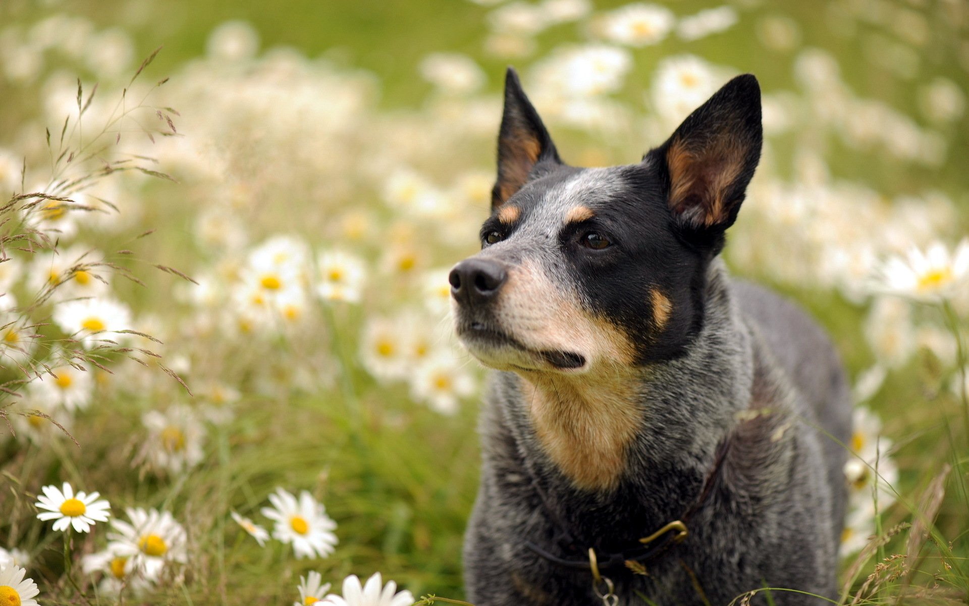 dog, Australian cattle dog, Flowers Wallpaper