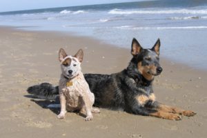 dog, Australian cattle dog, Beach, Puppies
