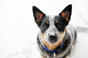 looking at viewer, Dog, Australian cattle dog, Snow