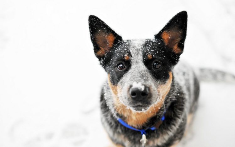 looking at viewer, Dog, Australian cattle dog, Snow HD Wallpaper Desktop Background