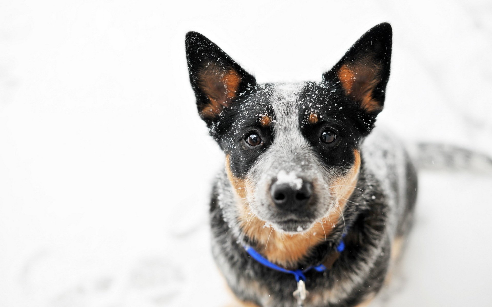 looking at viewer, Dog, Australian cattle dog, Snow Wallpaper
