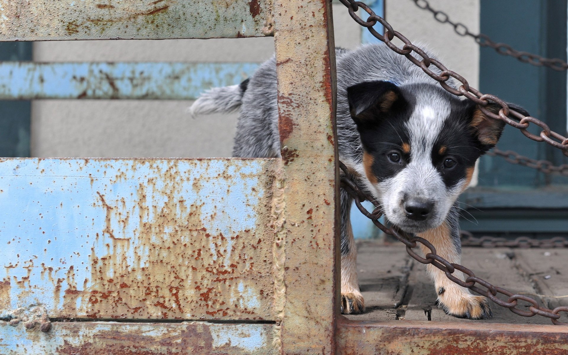 dog, Australian cattle dog, Puppies Wallpaper