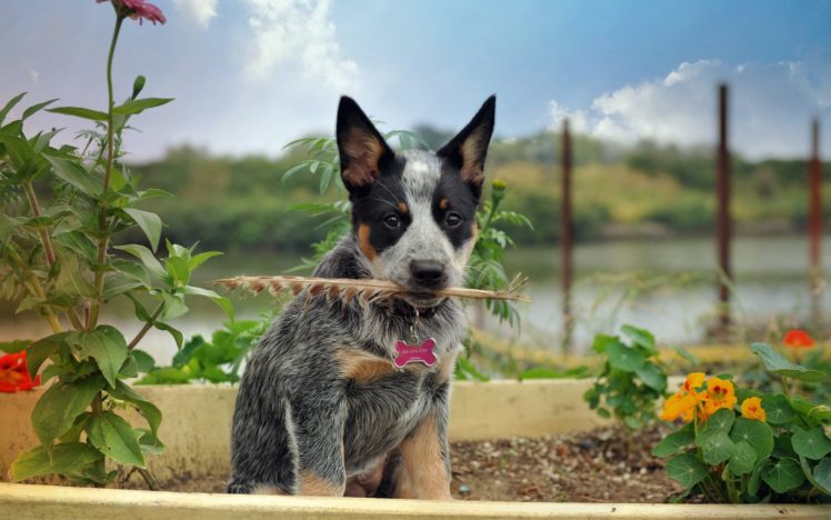 dog, Australian cattle dog, Puppies HD Wallpaper Desktop Background