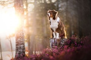 Australian Shepherd, Forest, Sunlight, Dog