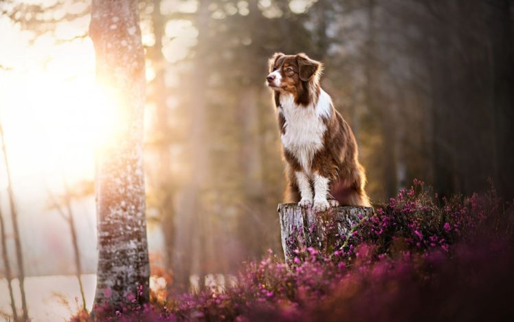 Australian Shepherd, Forest, Sunlight, Dog HD Wallpaper Desktop Background
