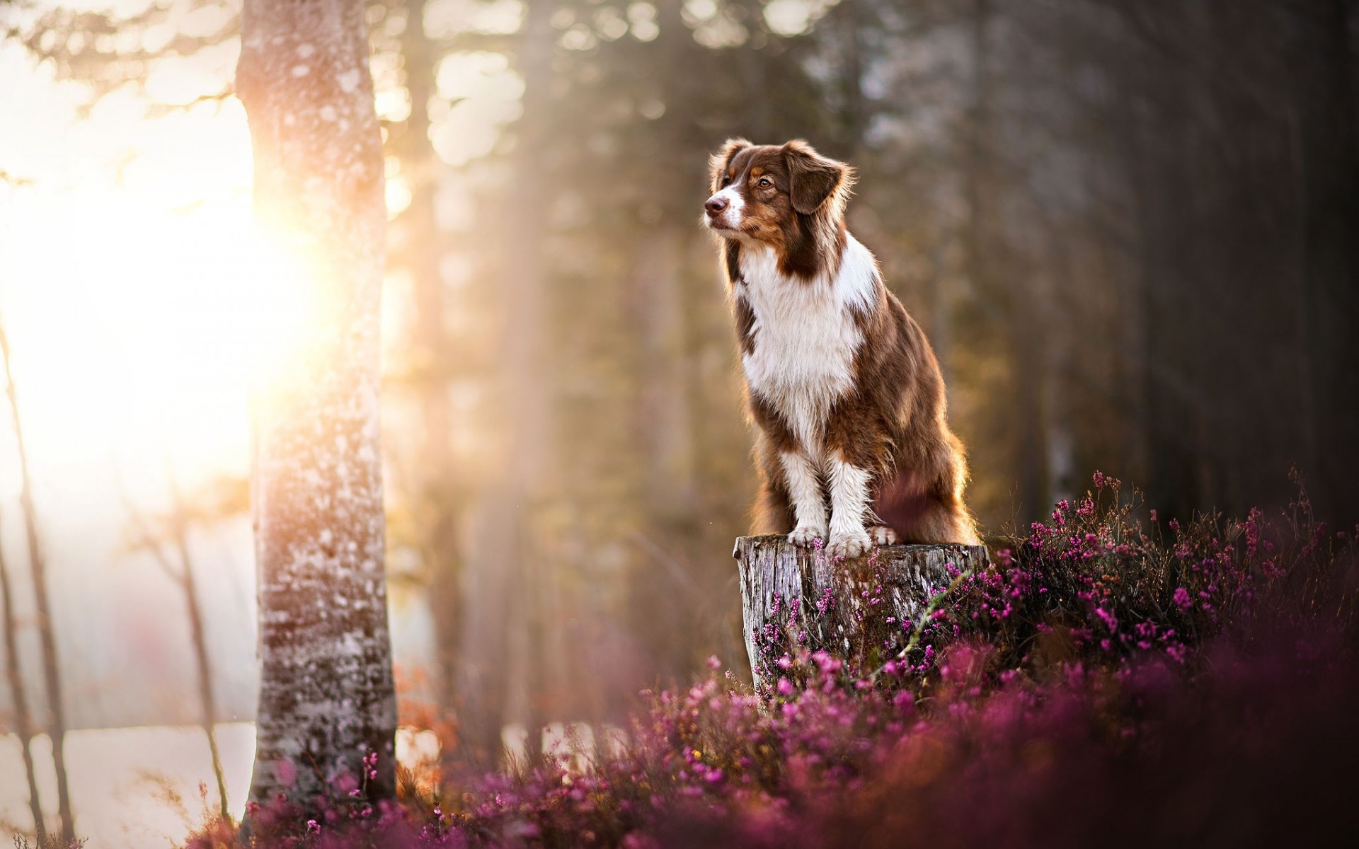 Australian Shepherd, Forest, Sunlight, Dog Wallpaper